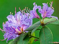 DSC 6959 Rhododendron-fc