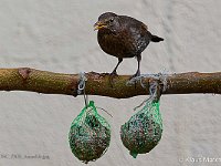 DSC 7305 Amsel-fc