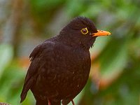 DSC 7674 Amsel-fc