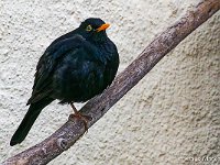 DSC 7763 Amsel-fc