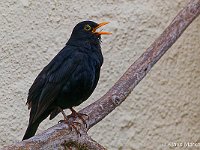 DSC 7843 Amsel-fc