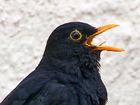 DSC 7846-Amsel-Portr-fc