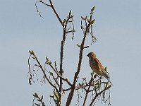 DSC 8482 Vogel-fc