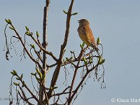 DSC 8494 Vogel-fc