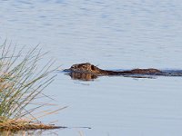 DSC 8529 Nutria-fc