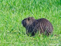 DSC 8532 Nutria-fc