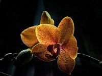 DSC 5490 Orchide-fc