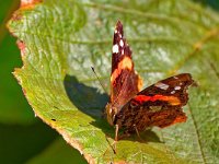 DSC 9141 Schmetterling-fc