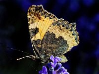 DSC 3904 Schmetterling-fc