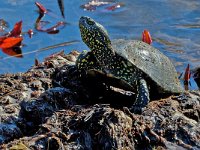 DSC 3174 Wasserschildkroete-fc