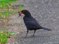 DSC 3066 Amsel-fc