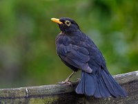 DSC 7167 Amsel-fc