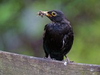 DSC 7350 Amsel-fc