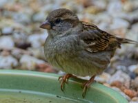 DSC 9911 SpatzD.-fcxO