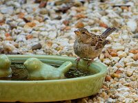 DSC06223 Spatz-fc