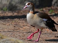 DSC 2821 Nilgans-fc