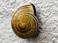 DSC 8748-Schnecke-fc