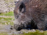 P1005421-Wildschwein-fc