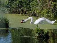 DSC 0151-Hoeckerschwan-fc