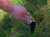 DSC 0181 Flamingo-Kopf-fc