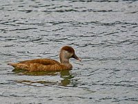 DSC 3586 Ente-fc