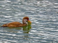 DSC 3602 Ente-fc