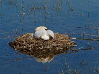 P5093094 Schwan-a-Nest-fc