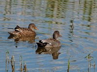 P6014025 Enten-fc