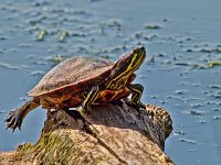 P6124214 Wasserschildkroete-fc