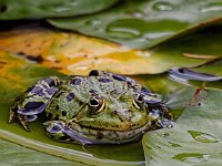 P6234364 Teichfrosch-1-fc