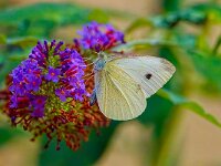 Insekten