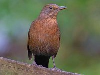 DSC 2945 Amsel-fc