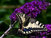 IMG 2786 Schmetterling