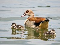 DSC06525 Nilgans