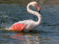 38K3865 Flamingo